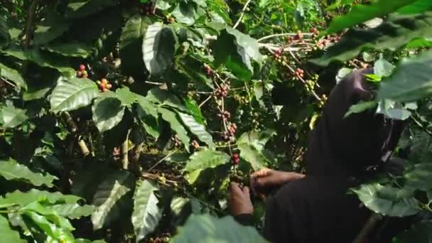 Los Agricultores Cosechan Granos Café Maduros Árboles Café Arabica Cultivados — Vídeos de Stock
