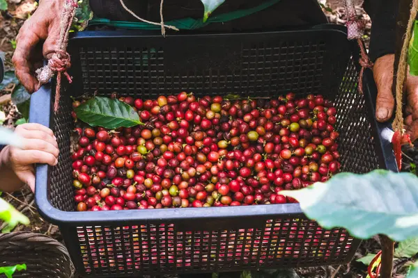 Фермеры Собирают Спелые Кофейные Зерна Органически Выращенных Кофейных Деревьев Арабики Стоковое Фото