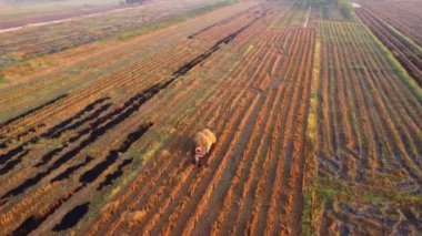 Çiftçi yabayı kullanarak kırsal çiftlikten gelen traktörle karavana saman yüklerken görülüyor. Çiftçi traktörü tarlada aşırı yüklü saman taşıyor..