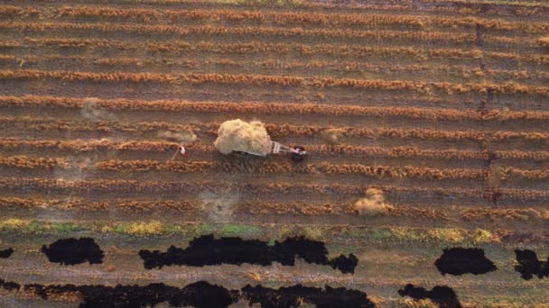 Légi Felvétel Arról Hogy Mezőgazdasági Termelő Vasvillát Használ Szénának Vidéki — Stock videók