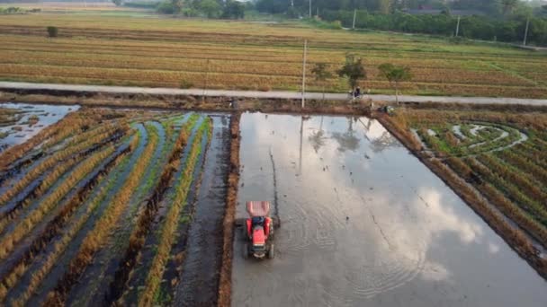 트랙터에서 농부의 주변에 날아다니는 심기를위한 토지를 트랙터로 쌀밭에서 일하는 배경에 — 비디오