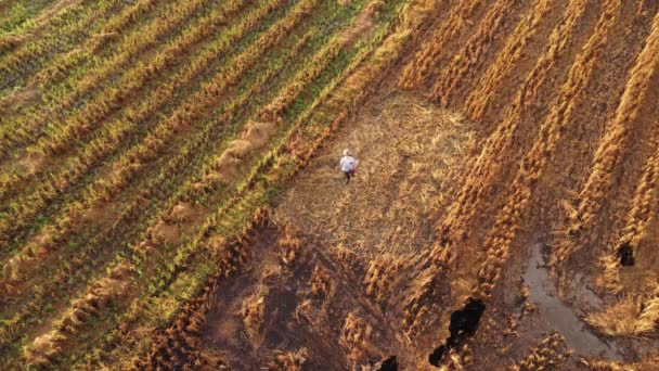 田んぼをストリングトリマーで切った農家 タイで収穫した畑からの米 — ストック動画
