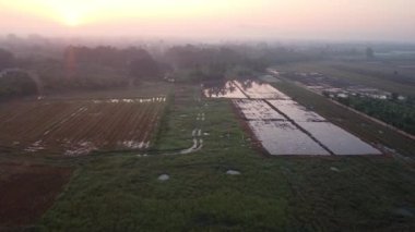 Baharda gün doğumunda güzel pirinç tarlası manzarası ve etrafında kuşlar uçuşuyor. Tayland kırsalına ekmeden önce pirinç tarlalarının havadan görünüşü.