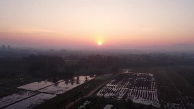 Baharda gün doğumunda güzel pirinç tarlası manzarası ve etrafında kuşlar uçuşuyor. Tayland kırsalına ekmeden önce pirinç tarlalarının havadan görünüşü.
