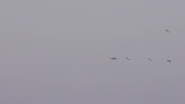 成群结队的鸟儿在空中飞得很远 美丽的自然之鸟在乡村日落的背景下 — 图库视频影像