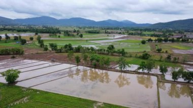 Pirinç tarlalarının havadan görünüşü, Kuzeydoğu, Tayland. Yağmur mevsiminde tarım. Pirinç tarlaları ekilmeyi bekliyor