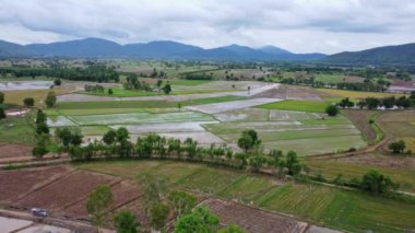 Pirinç tarlalarının havadan görünüşü, Kuzeydoğu, Tayland. Yağmur mevsiminde tarım. Pirinç tarlaları ekilmeyi bekliyor