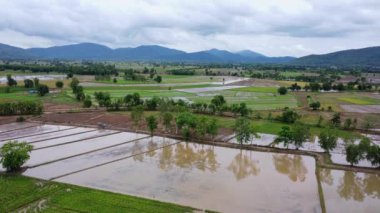 Pirinç tarlalarının havadan görünüşü, Kuzeydoğu, Tayland. Yağmur mevsiminde tarım. Pirinç tarlaları ekilmeyi bekliyor