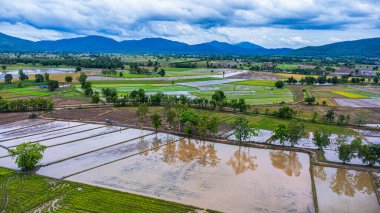 Pirinç tarlalarının havadan görünüşü, Kuzeydoğu, Tayland. Yağmur mevsiminde tarım. Pirinç tarlaları ekilmeyi bekliyor
