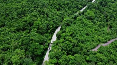 Arabası ve yeşil ormanı olan asfalt yolun havadan görünüşü. Yeşil ormanlar arasındaki yolda sür.