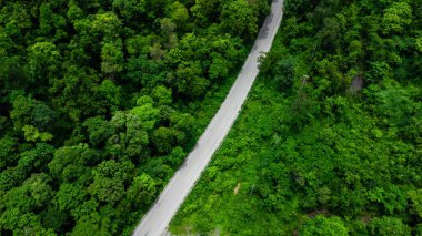 Arabası ve yeşil ormanı olan asfalt yolun havadan görünüşü. Yeşil ormanlar arasındaki yolda sür.