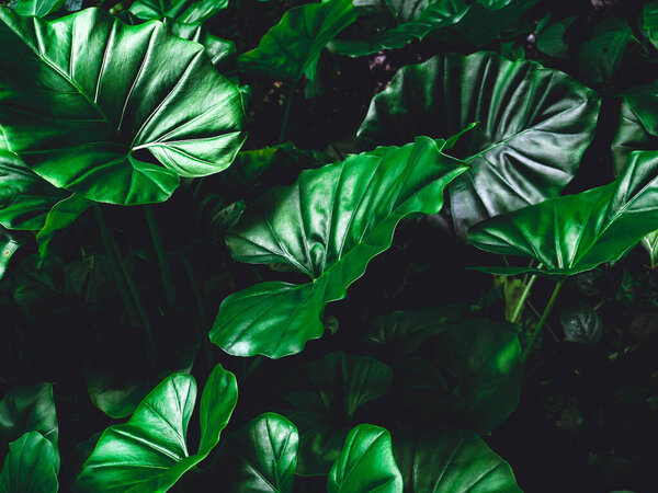 Тхам Тарн Лод Ной Каве в окружении пышного зеленого леса, природная тропа в национальном парке Чалерм Раттанакосин, Канчанабад, Таиланд.