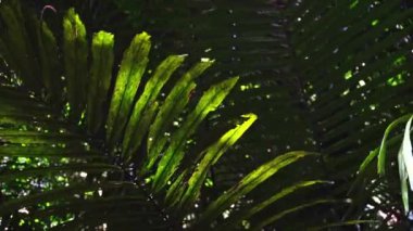 Tham Tarn Lod Noi Mağarası yemyeşil ormanlarla çevrili Chalerm Rattanakosin Ulusal Parkı, Kanchanaburi, Tayland.