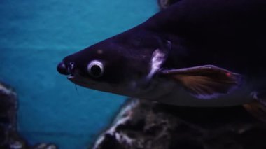 Waghor Akvaryumu, Prachuap Khiri Khan, Tayland 'da çeşitli balık ve mercanlarla dolu sualtı tüneli. Deniz Koruma ve Okyanus