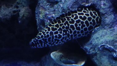 Waghor Akvaryumu, Prachuap Khiri Khan, Tayland 'da çeşitli balık ve mercanlarla dolu sualtı tüneli. Deniz Koruma ve Okyanus