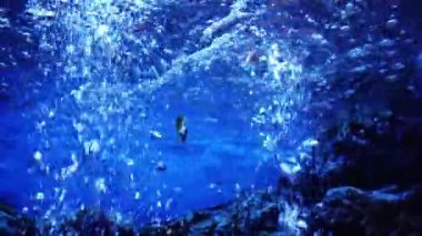 Waghor Akvaryumu, Prachuap Khiri Khan, Tayland 'da çeşitli balık ve mercanlarla dolu sualtı tüneli. Deniz Koruma ve Okyanus