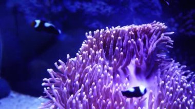 Waghor Akvaryumu, Prachuap Khiri Khan, Tayland 'da çeşitli balık ve mercanlarla dolu sualtı tüneli. Deniz Koruma ve Okyanus