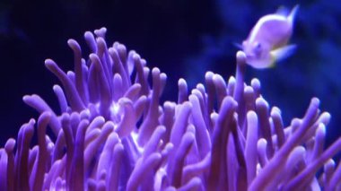 Waghor Akvaryumu, Prachuap Khiri Khan, Tayland 'da çeşitli balık ve mercanlarla dolu sualtı tüneli. Deniz Koruma ve Okyanus