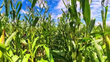 Büyüyen mısır tarlası çiftliği. Genç yeşil mısır tarlasında.