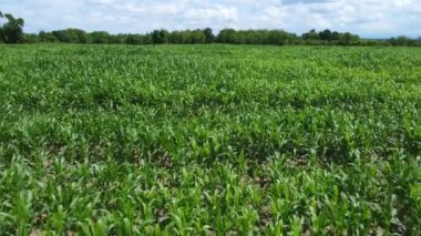 Büyüyen mısır tarlası çiftliği. Genç yeşil mısır tarlasında.