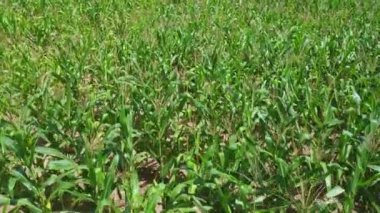 Büyüyen mısır tarlası çiftliği. Genç yeşil mısır tarlasında.