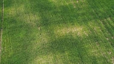 Büyüyen mısır tarlası çiftliği. Genç yeşil mısır tarlasında.