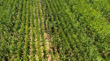 Büyüyen mısır tarlası çiftliği. Genç yeşil mısır tarlasında.