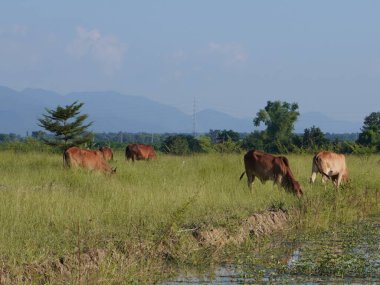 Kırsal çayırlardaki Tayland inekleri. İnekler doğal olarak ot yerler..