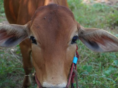 Kırsal çayırlardaki Tayland inekleri. İnekler doğal olarak ot yerler..