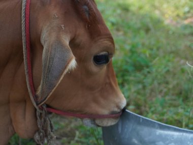 Kırsal çayırlardaki Tayland inekleri. İnekler doğal olarak ot yerler..