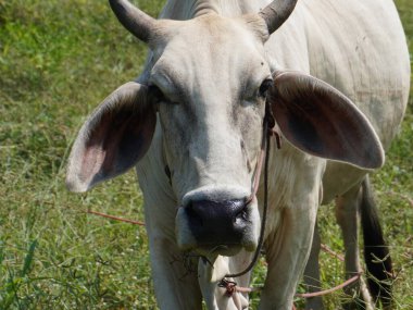 Kırsal çayırlardaki Tayland inekleri. İnekler doğal olarak ot yerler..