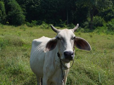 Kırsal çayırlardaki Tayland inekleri. İnekler doğal olarak ot yerler..