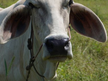 Kırsal çayırlardaki Tayland inekleri. İnekler doğal olarak ot yerler..