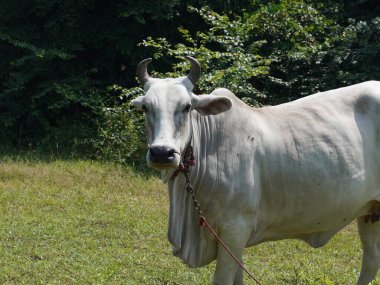 Kırsal çayırlardaki Tayland inekleri. İnekler doğal olarak ot yerler..