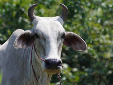 Kırsal çayırlardaki Tayland inekleri. İnekler doğal olarak ot yerler..