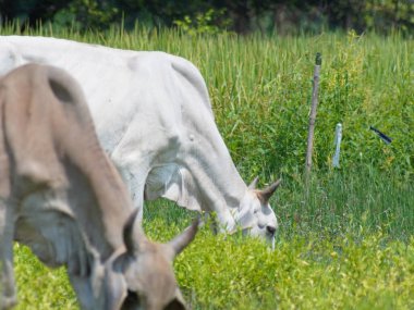 Kırsal çayırlardaki Tayland inekleri. İnekler doğal olarak ot yerler..