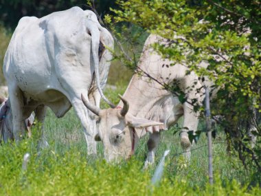 Kırsal çayırlardaki Tayland inekleri. İnekler doğal olarak ot yerler..