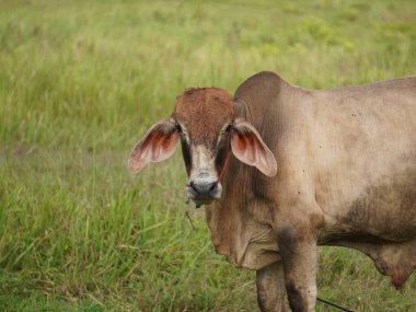 Kırsal çayırlardaki Tayland inekleri. İnekler doğal olarak ot yerler..