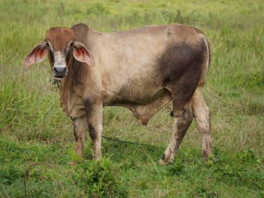 Kırsal çayırlardaki Tayland inekleri. İnekler doğal olarak ot yerler..