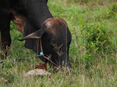 Kırsal çayırlardaki Tayland inekleri. İnekler doğal olarak ot yerler..