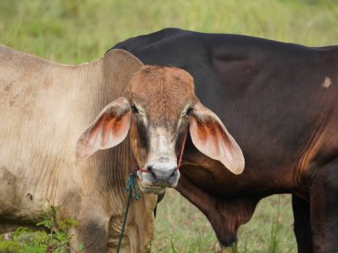 Kırsal çayırlardaki Tayland inekleri. İnekler doğal olarak ot yerler..