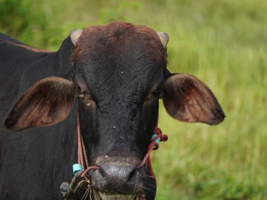 Kırsal çayırlardaki Tayland inekleri. İnekler doğal olarak ot yerler..
