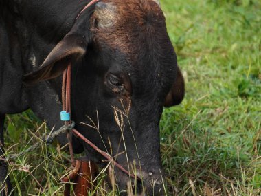 Kırsal çayırlardaki Tayland inekleri. İnekler doğal olarak ot yerler..