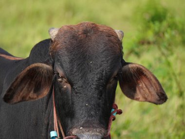 Kırsal çayırlardaki Tayland inekleri. İnekler doğal olarak ot yerler..
