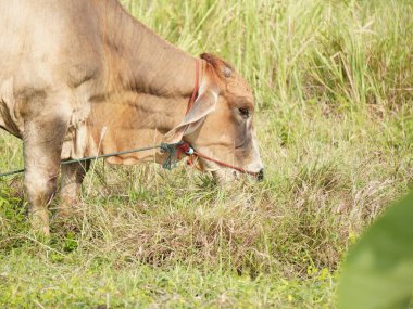 Kırsal çayırlardaki Tayland inekleri. İnekler doğal olarak ot yerler..