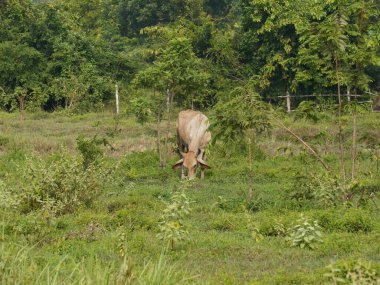 Kırsal çayırlardaki Tayland inekleri. İnekler doğal olarak ot yerler..