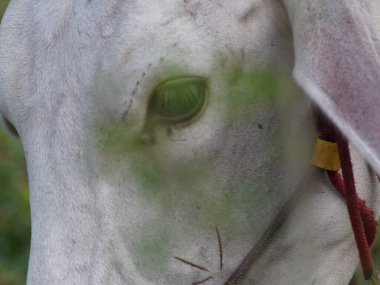 Kırsal çayırlardaki Tayland inekleri. İnekler doğal olarak ot yerler..