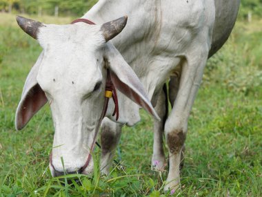 Kırsal çayırlardaki Tayland inekleri. İnekler doğal olarak ot yerler..