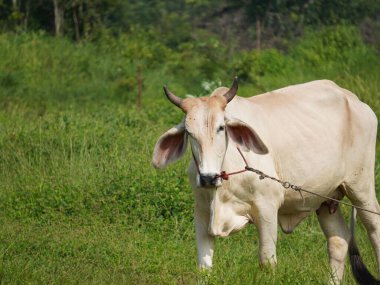Kırsal çayırlardaki Tayland inekleri. İnekler doğal olarak ot yerler..