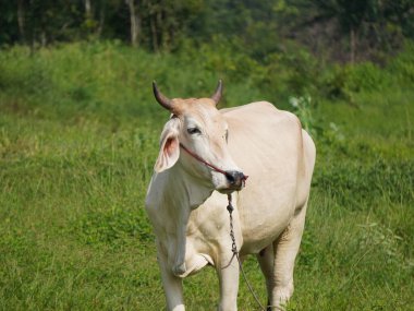 Kırsal çayırlardaki Tayland inekleri. İnekler doğal olarak ot yerler..